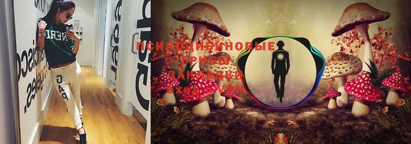 Псилоцибиновые грибы Psilocybe Реутов